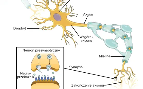 Schemat budowy neuronów: dendryty, soma, akson z osłonką mielinową, zakończenie aksonu i synapsa z neuroprzekaźnikami.