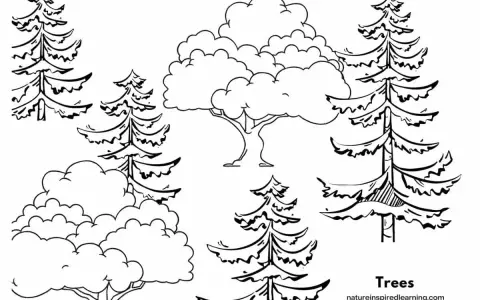 Black and white line drawing of various trees, including pine trees and deciduous trees, suitable for coloring.