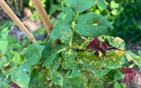 Rose leaves show signs of distress with yellow spots and holes, indicating the presence of rose pests.