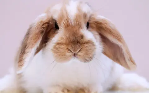 Ein süßes, braun-weißes Kaninchen mit Schlappohren, das vielleicht blind ist, schaut neugierig in die Kamera.