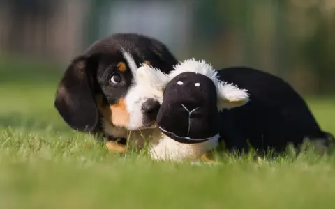 Uroczy szczeniak rasy entlebucher z pluszową owieczką. Zastanawiasz się nad entlebucher cena?