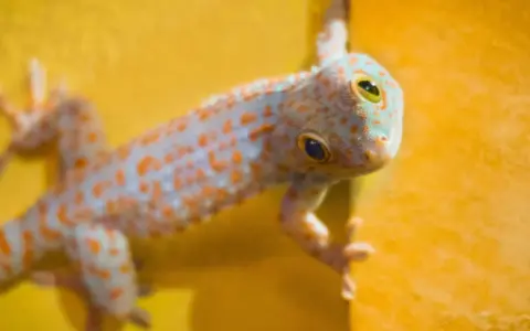 Gekon lamparci gryzie? Prawda o ugryzieniach i oswajaniu