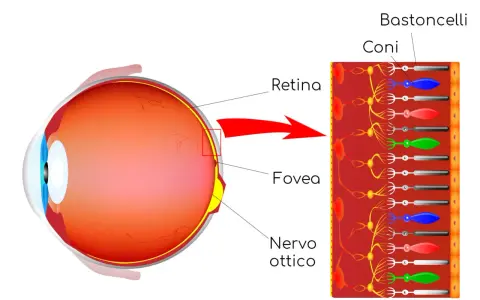 Illustrazione dell'occhio e della retina, con dettagli su coni e bastoncelli. Le cause della retinite pigmentosa sono legate a difetti in queste cellule.