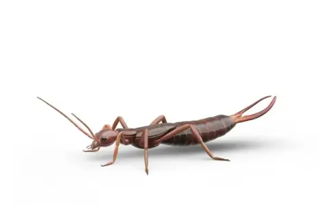 Un insecto tijereta de color marrón rojizo, con antenas largas y pinzas distintivas en su abdomen, se muestra en un fondo blanco.