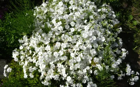 En tät matta av sommarflox i kruka, med små vita blommor som sprider sig över kanten.
