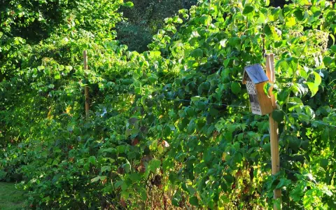 Un nichoir à insectes sur un tuteur en bois, une belle idée tuteur framboisier pour un jardin fleuri et accueillant.