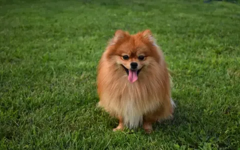 Uroczy szpic pomeranian z gęstą, rudą sierścią siedzi na trawie, merdając językiem. Czy szpic ma włosy czy sierść? Zdecydowanie sierść!