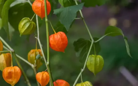 Pomarańczowe i zielone lampiony miechunki rozdętej zwisają z gałązek, tworząc jesienny bukiet.