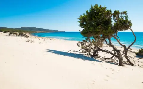 Dune sabbiose e un ginepro contorto su una delle splendide spiagge Sardegna, con mare turchese e cielo azzurro.
