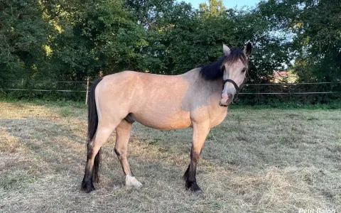 Un magnifique cheval louvet, au pelage clair et à la crinière sombre, se tient dans un pré verdoyant.