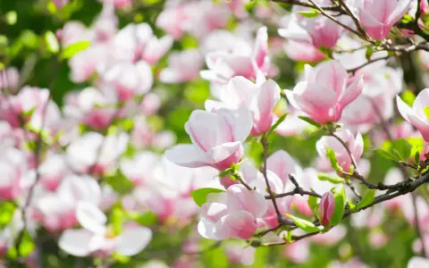 Vacker magnolia i full blom. En perfekt tid att plantera magnolia för att njuta av dessa rosa skönheter.