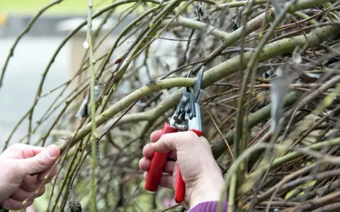 Hände schneiden Harlekinweide-Zweige mit einer roten Gartenschere.