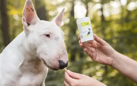 Biały bull terrier dostaje smakołyk, który może pomóc w walce z lamblią u psa.