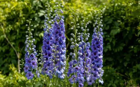 Plusieurs hampes de fleurs bleues et violettes, des pieds d'alouette, se dressent fièrement sur fond de verdure luxuriante.