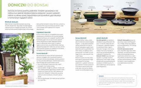 Bonsai ogrodowe w Polsce: Mrozoodporne gatunki i sekrety pielęgnacji