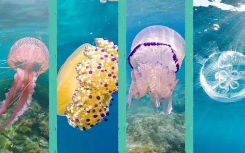 Quattro meduse mare colorate e trasparenti nuotano in acque azzurre.