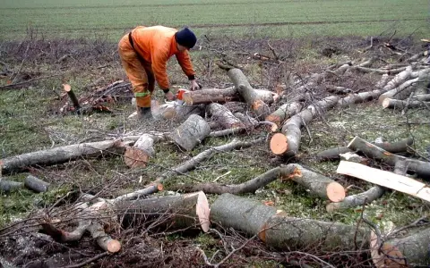 Drwal w pomarańczowym stroju tnie piłą mechaniczną ścięte drzewo na tle pola.