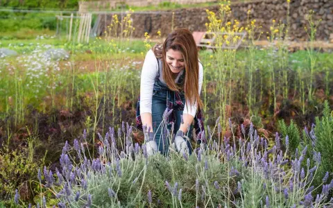 Une femme souriante s'occupe de la taille de lavande dans un champ fleuri.