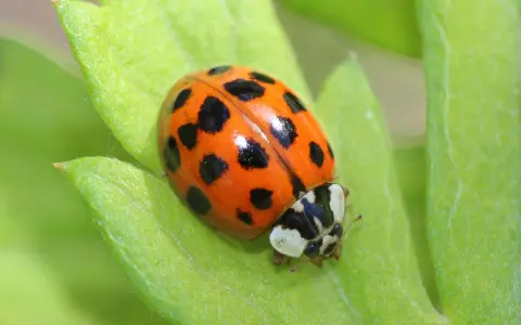 A multicolored Asian lady beetle rests on a vibrant green leaf, its orange shell dotted with black spots.