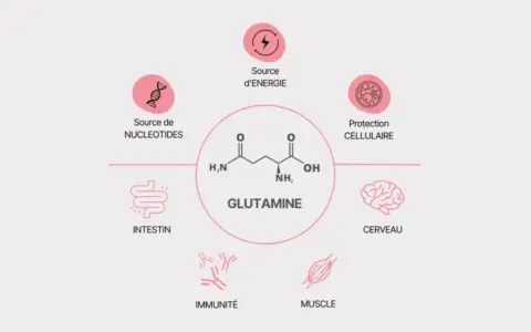 Schéma illustrant les multiples bienfaits de la glutamine : source d'énergie, protection cellulaire, soutien intestinal, immunitaire, musculaire et cérébral.