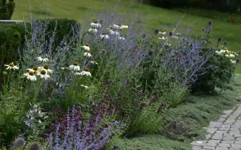 En vacker rabatt med vita solhattar, lila perovskia och en perenn som liknar chokladblomma.