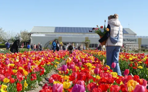Bunte Tulpenfelder, Menschen genießen die Aussicht. Die Antwort auf "wann ist Tulpenzeit?" ist klar: jetzt!
