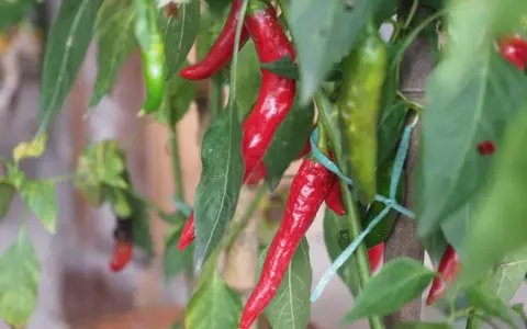 Dojrzała papryczka chili w doniczce, wśród zielonych liści. Kilka czerwonych i zielonych papryczek wisi na łodydze.