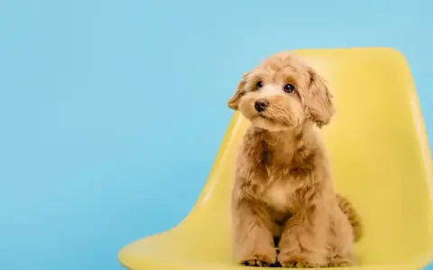 Uroczy maltipoo z puszystymi, falowanymi włosami, a nie sierścią, siedzi na żółtym krześle na tle błękitnego nieba.