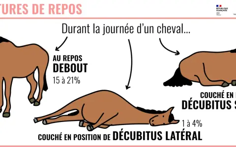 Mon vieux cheval se couche souvent. L'image montre un cheval au repos debout, couché sur le sternum et couché sur le flanc, illustrant les différentes postures de repos d'un cheval.