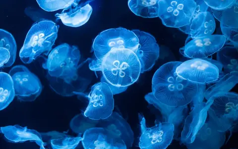 Un banco di meduse luminose fluttua nell'oscurità. Sorprendentemente, la medusa ha il cervello, un centro di controllo per il suo movimento etereo.