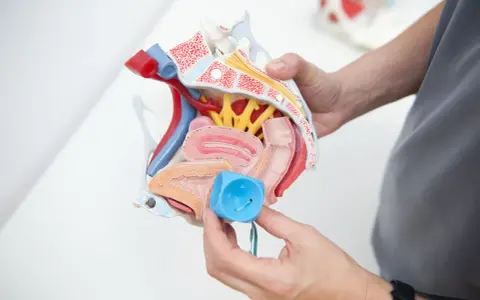 Model anatomiczny narządów miednicy z pessarem w ręku.