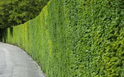Haie verte et dense longeant un chemin. Idéal pour savoir quand planter une haie 4 saisons.