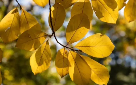 Żółte liście magnolii, niektóre z drobnymi uszkodzeniami, sugerują możliwe choroby magnolii.