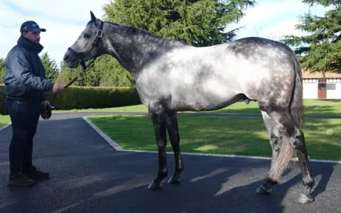 Un homme tient un magnifique cheval gris tacheté, un éphèbe pour toujours, sous un ciel bleu.