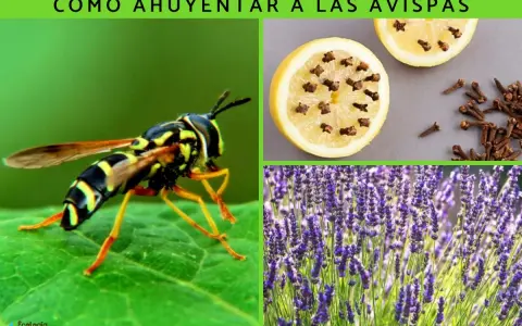 Curiosidades de las avispas: un insecto en una hoja, limones con clavos y lavanda.