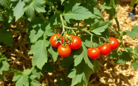 Un plan de tomate cerise mûrissant sur sa tige, entouré de feuilles vertes luxuriantes.