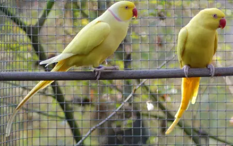 Due parrocchetti dal collare gialli, uno a sinistra con collare rosa, sono in un recinto. Il loro allevamento è un successo.
