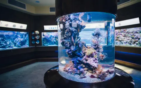 Kolorowe ryby-lwy pływają w akwarium w oceanarium pomorskim, wśród raf koralowych.