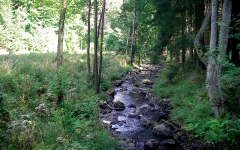 Ein versteckter Bachlauf im Harz, ideal für ruhiges Wandern. Ein echter Geheimtipp für Naturliebhaber.