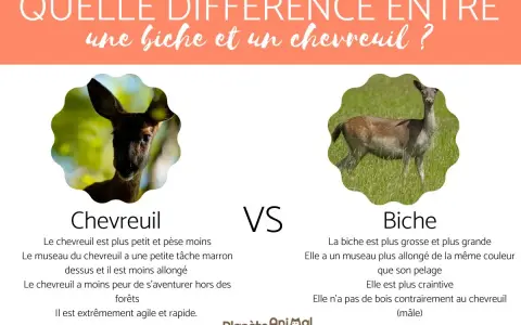 Un chevreuil, petit et agile, face à une biche, plus grande et craintive. L'image compare ces deux cervidés.