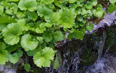 Grüne, herzförmige Blätter der Wasabi-Pflanze wachsen üppig am Ufer eines plätschernden Baches. Kleine weiße Blüten sind zwischen den Blättern zu sehen.