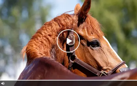 Ein braunes Pferd mit glänzendem Fell, das aussieht, als würde es schwitzen ohne Anstrengung. Der Blick ist nach rechts gerichtet, im Hintergrund unscharfes Grün.