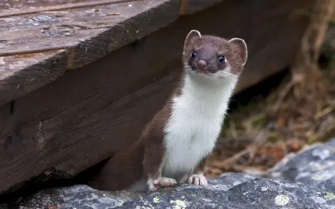 Donnola curiosa spunta da sotto un riparo di legno, forse in cerca di prede come piccoli animali che mangiano le galline.