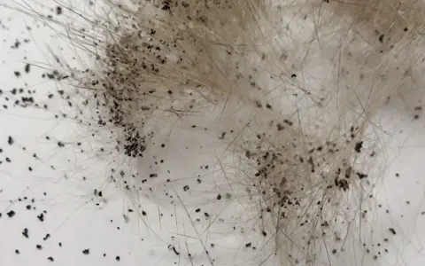 Gros plan sur des déjections de puces, signe d'une piqure puce chien. Ces petits points noirs sur le pelage indiquent la présence de parasites.