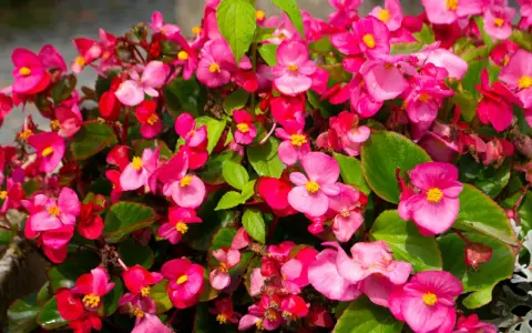 Kaskada różowych kwiatów begonia solenia, z żółtymi środkami i zielonymi liśćmi, tworzy barwny kobierzec.