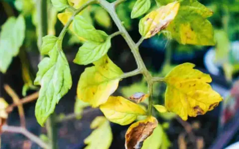 Foglie gialle sui pomodori, segno di stress o carenza. Alcune foglie mostrano macchie marroni.