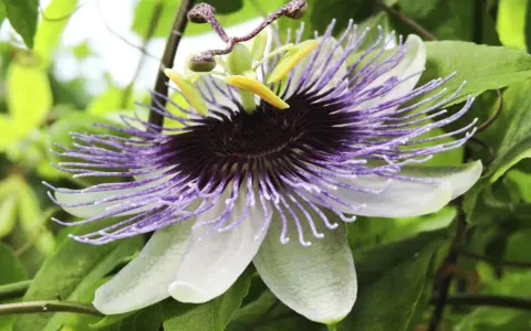 En magnifik passionsfrukt blomma med lila trådar och vita kronblad, omgiven av gröna blad.