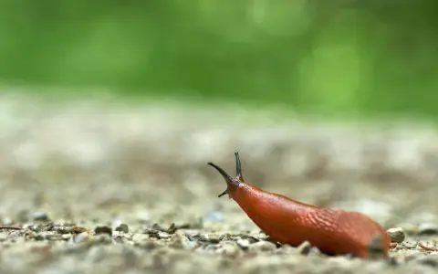 Un escargot qui mange, sa tête levée, explore le chemin caillouteux sous un fond vert flou.