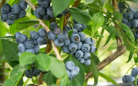 Gros plan sur des grappes de myrtilles bleues et rondes sur un arbre à myrtille, avec des feuilles vertes luxuriantes en arrière-plan.