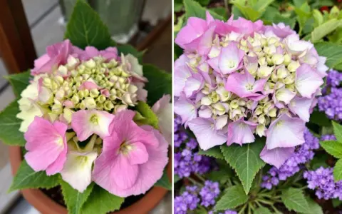Un magnifique hortensia d'intérieur aux teintes roses et crème, avec des petites fleurs violettes en arrière-plan.
